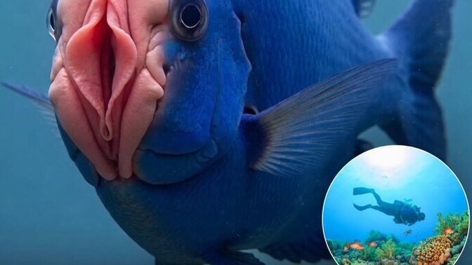 Would you actually eat this fish or not?