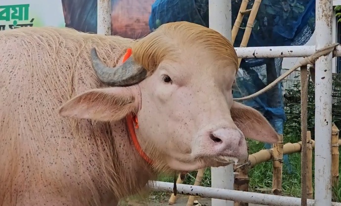 Does this buffalo really look like Donald Trump to you?