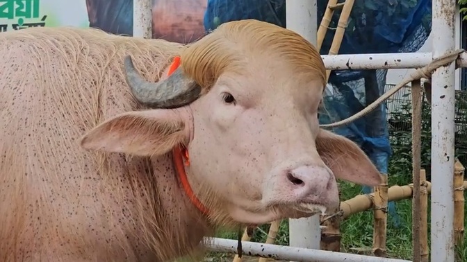 Does this buffalo really look like Donald Trump to you?