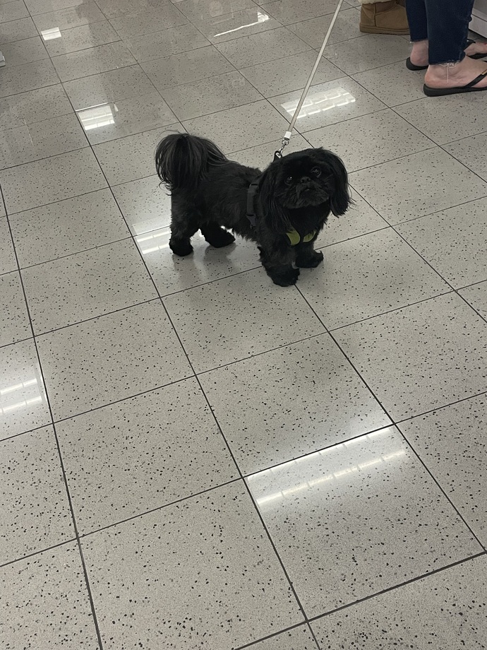 What do you think this puppy was thinking? Funny answers only?