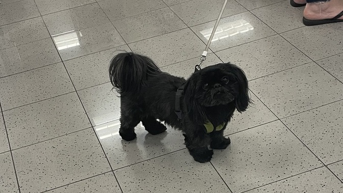 What do you think this puppy was thinking? Funny answers only?