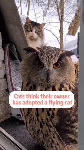 Confirm or deny? Owls are basically cats with wings?