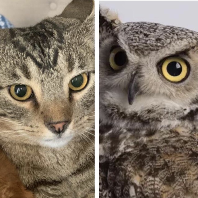 Confirm or deny? Owls are basically cats with wings?