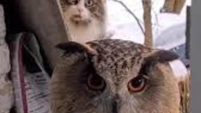 Confirm or deny? Owls are basically cats with wings?