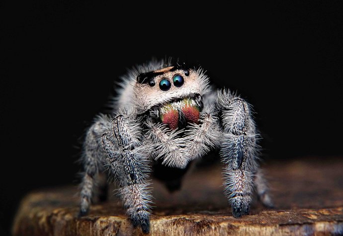 jumping spider