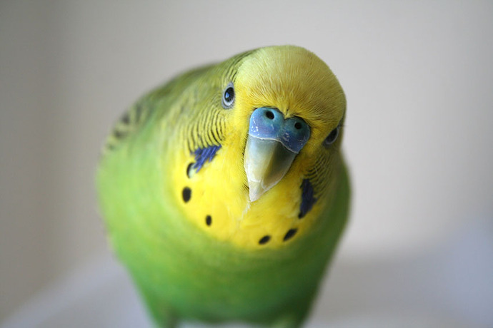 What kind of pet do you have and why did you choose them?