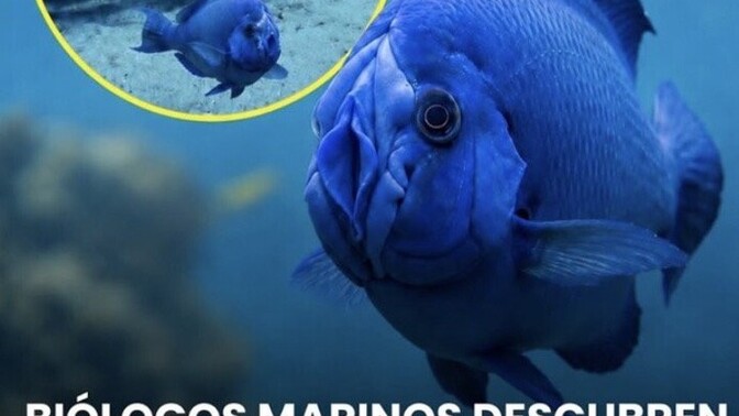 What shall we call this fish?