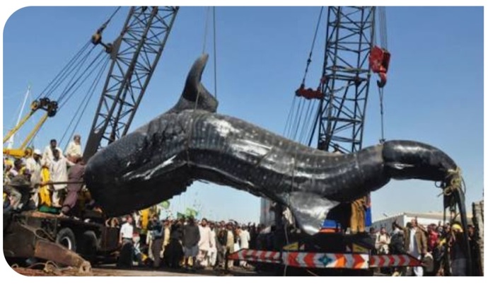 What is the biggest fish you have ever caught and how big was it?