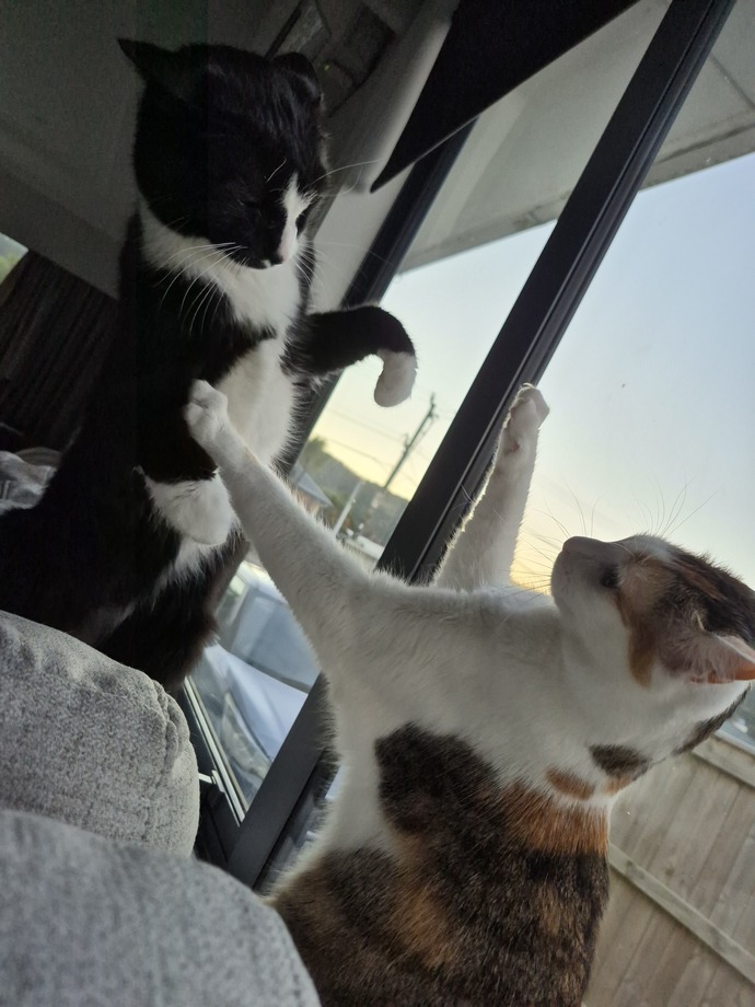 Do you prefer cats or dogs?