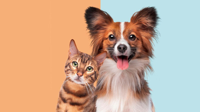 Do you prefer cats or dogs?
