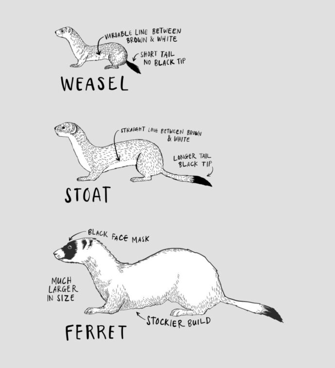 a stoat...