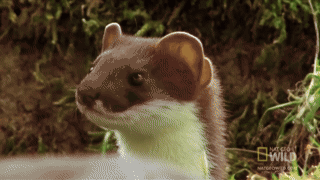 Are you a weasel?