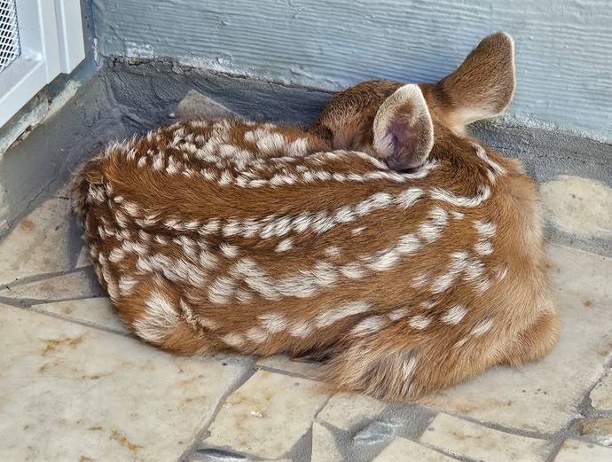 Theres a baby deer on my doorstep. How long should I wait for the mother to come back before calling someone?