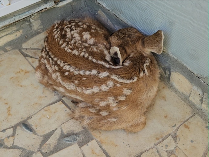 Theres a baby deer on my doorstep. How long should I wait for the mother to come back before calling someone?