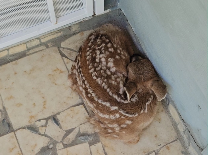 Theres a baby deer on my doorstep. How long should I wait for the mother to come back before calling someone?
