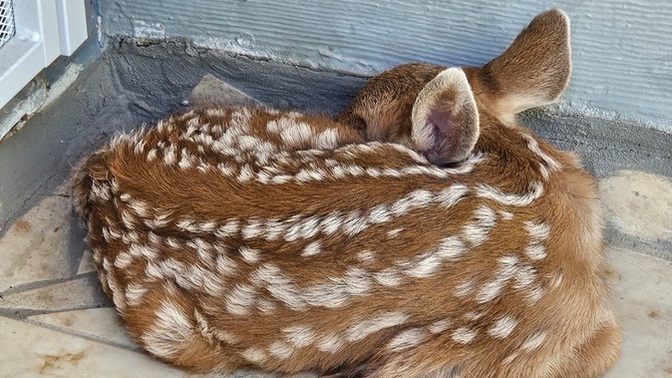 There's a baby deer on my doorstep. How long should I wait for the mother to come back before calling someone?