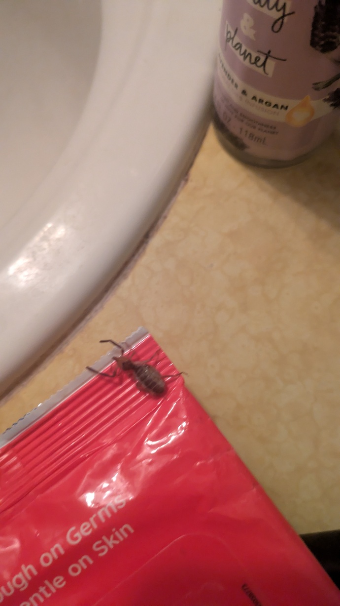 i had to pick this bug up with this wipe package.