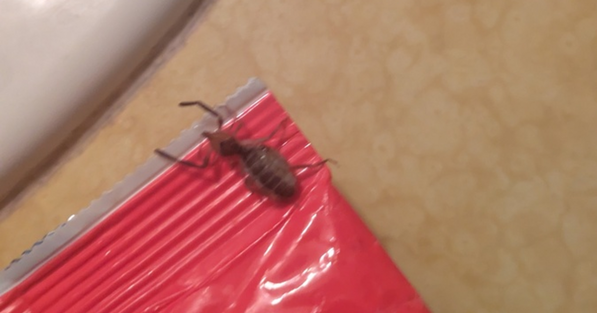 Does anyone know what type of bug this is? - GirlsAskGuys