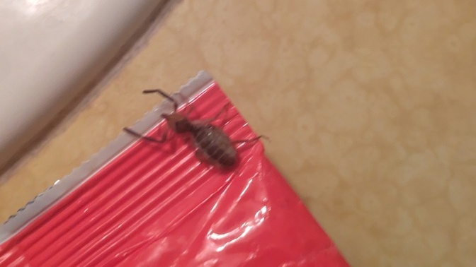 Does anyone know what type of bug this is?
