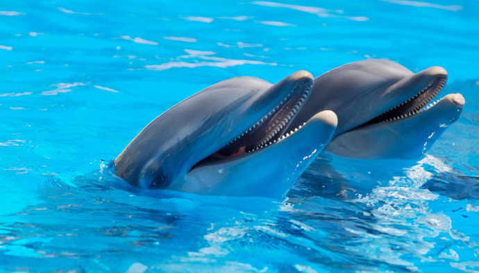 Can animals consciously choose to commit suicide, or is it accidental?