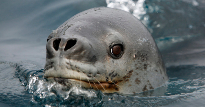 Can animals consciously choose to commit suicide, or is it accidental?