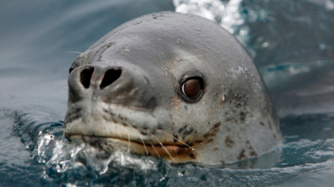 Can animals intentionally commit suicide, or is it always accidental?