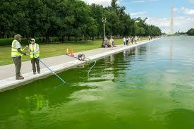 Hey you remember when Trump said he was gonna drain the swamp? Well what do you think of this?