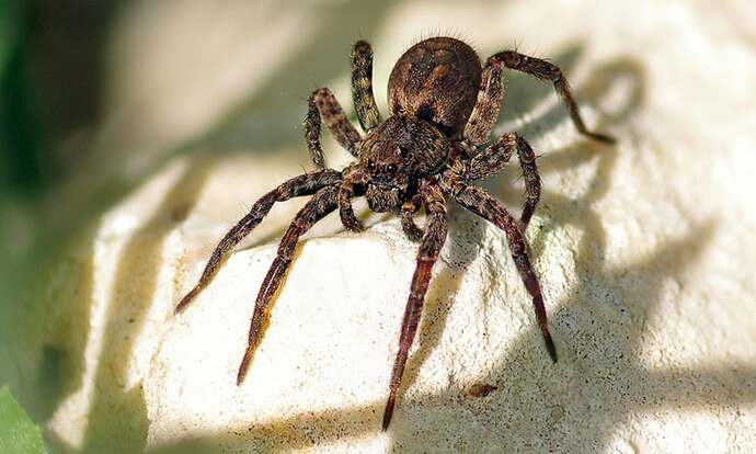 Did you know that there are an estimated 21 quadrillion (21,000,000,000,000,000) spiders alive in the world today?