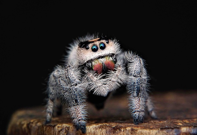 Did you know that there are an estimated 21 quadrillion (21,000,000,000,000,000) spiders alive in the world today?