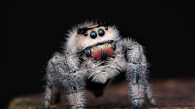 Did you know that there are an estimated 21 quadrillion (21,000,000,000,000,000) spiders alive in the world today?