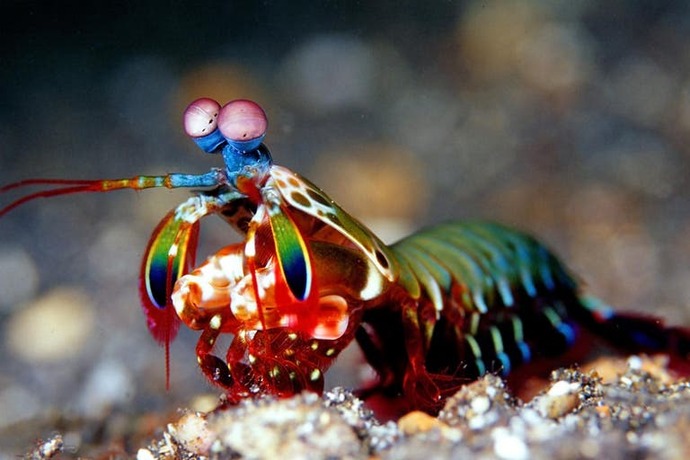 Mantis Shrimp