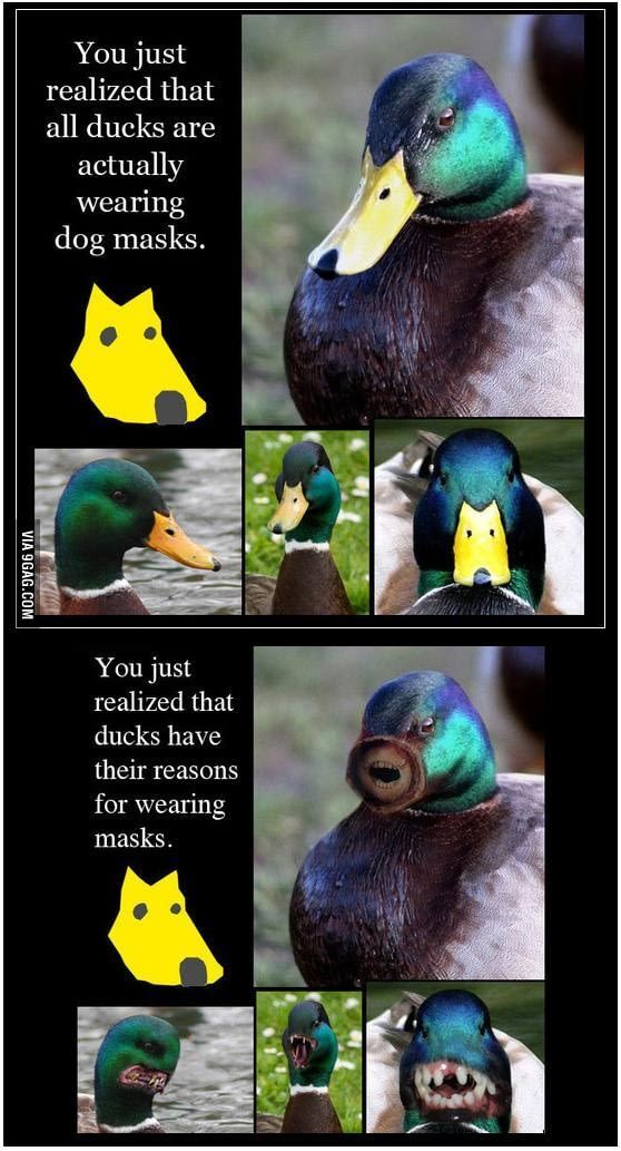 Should more animals have beaks?