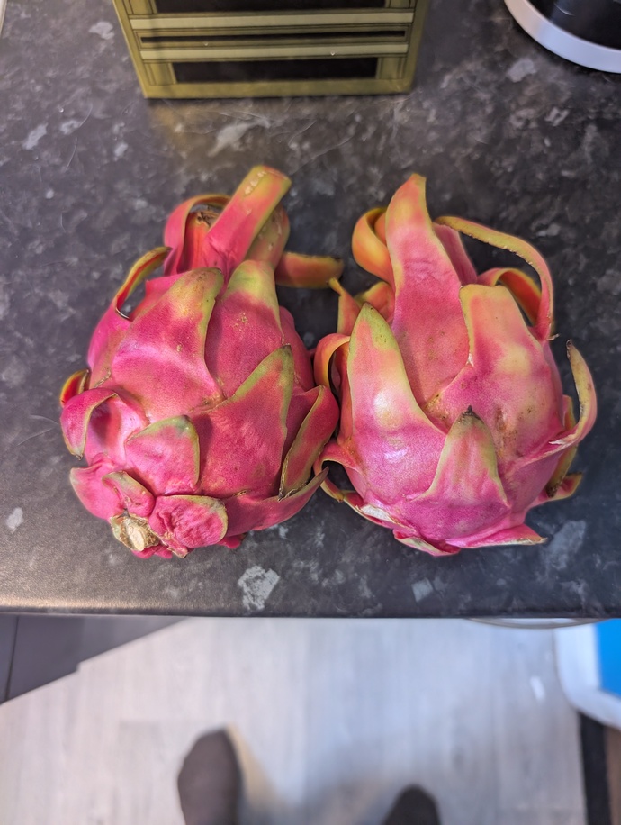 What do you think of the dragon fruit ๐ I grew in my garden?