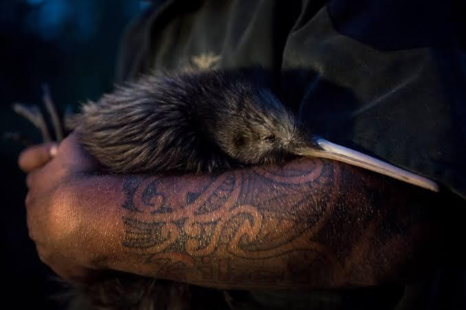 Kiwi hold the title for the shortest beak in birds, Do you think they are cute?