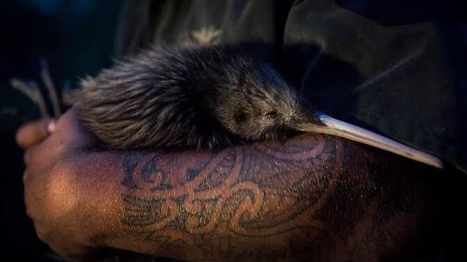 Kiwi hold the title for the shortest beak in birds, Do you think they are cute?