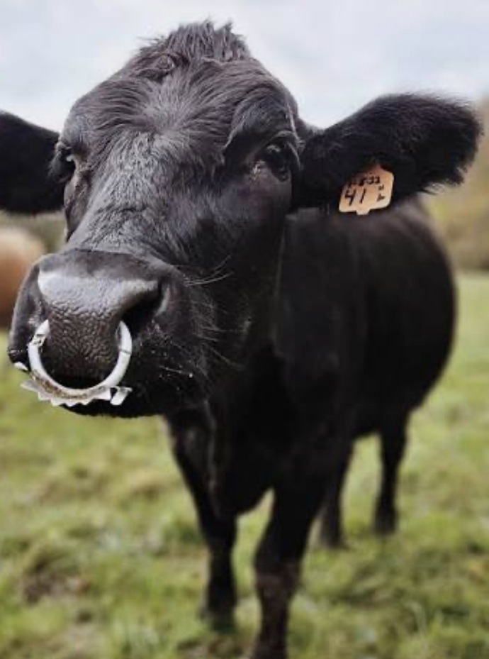 Is it wrong to reject dating someone over a nose piercing?