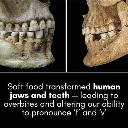 If evolution exists, how did the first humans reproduce?