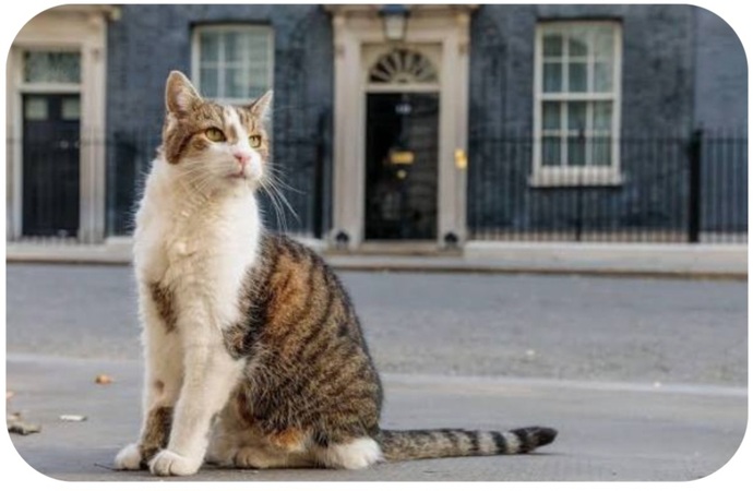 Should Britains Chief Mouser Larry The Cat Resign?