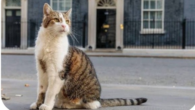 Should Britains Chief Mouser Larry The Cat Resign?