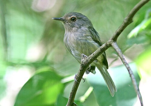 How about a better name for this bird?