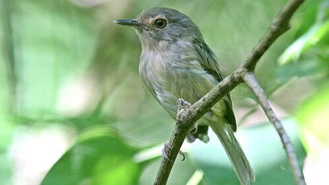 How about a better name for this bird?