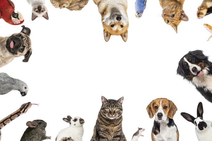 Do you have pets?