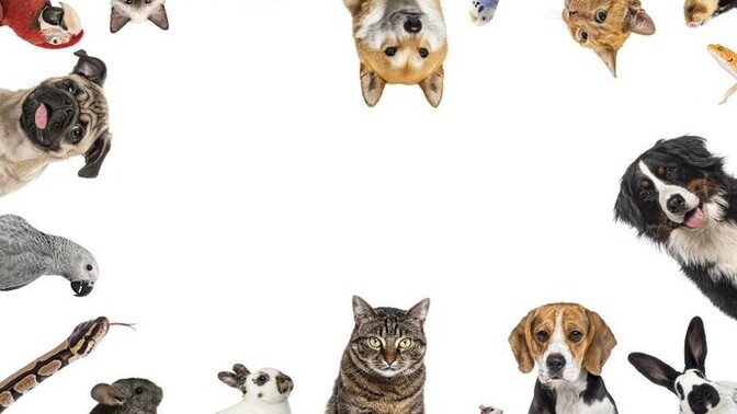 Do you have pets?