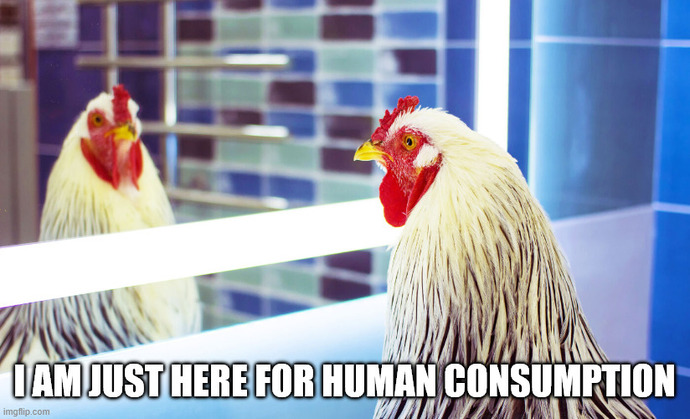 What would you do if chickens became self aware?