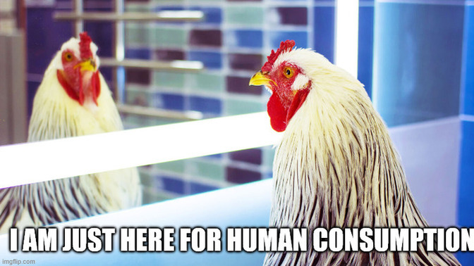 What would you do if chickens became self aware?