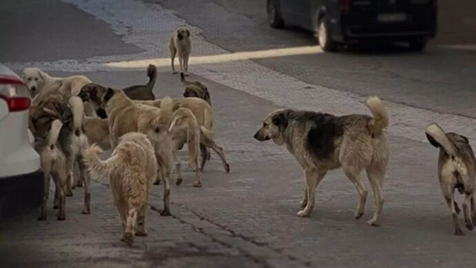 Street dogs