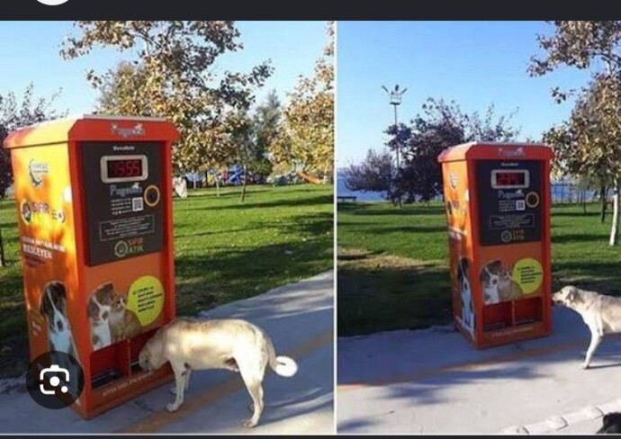 Do you think it would make sense to release Turkey's stray dogs into Europe?