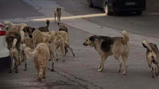 Do you think it would make sense to release Turkey's stray dogs into Europe?