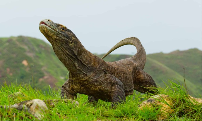 (Komodo Dragon) 