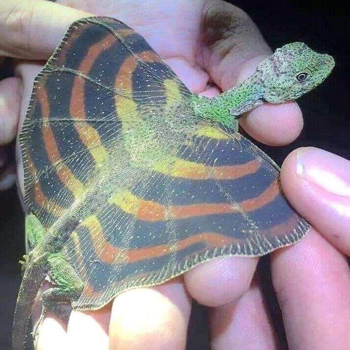 Do you believe dragons actually existed?